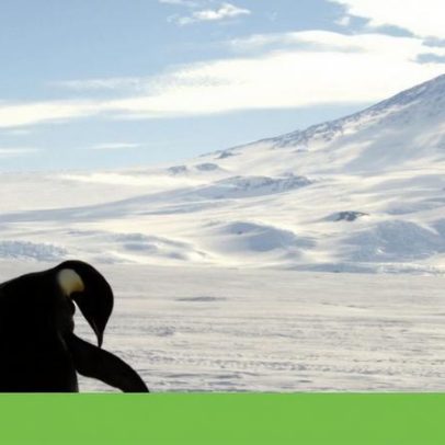 Pinguim-imperador declarado em perigo de extinção