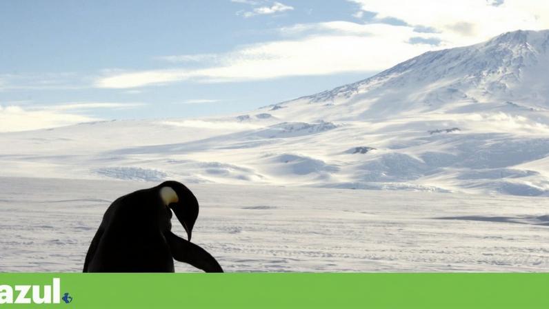 Pinguim-imperador declarado em perigo de extinção