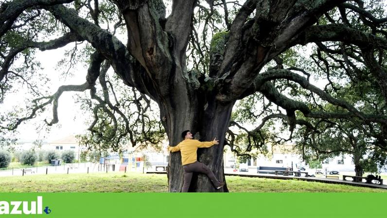 Pode fazer amizade com árvores? Estudos apontam benefícios para o bem-estar