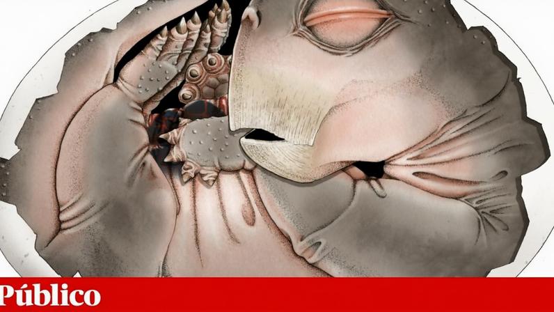 Primeiro ovo de antepassado dos mamíferos data de 250 milhões de anos