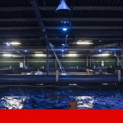 Aquacultura regista prejuízos de 5 milhões após tempestades e cheias