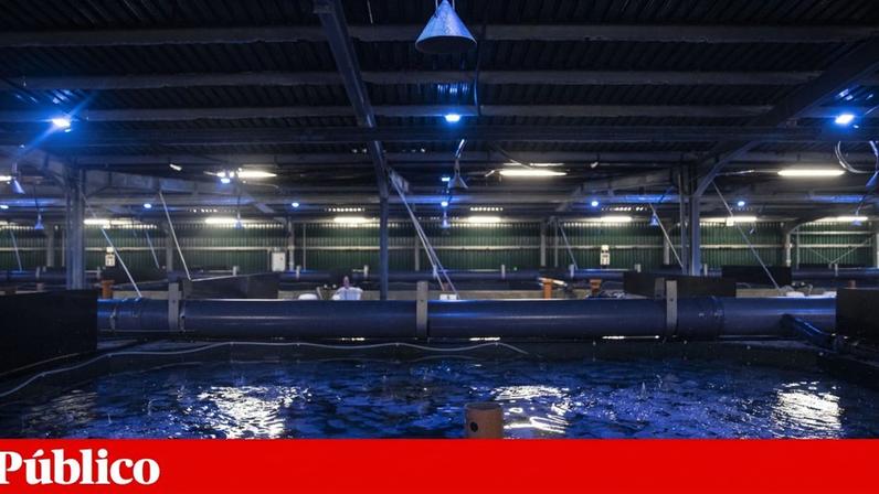 Aquacultura emprega já milhares de pessoas