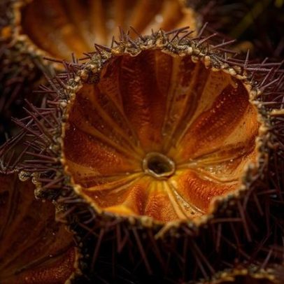 Ericeira: o ouriço-do-mar, da pesca à mesa e à preservação científica