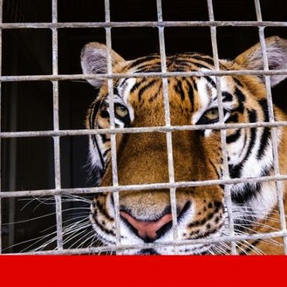Último tigre de circo em Portugal entregue a santuário espanhol