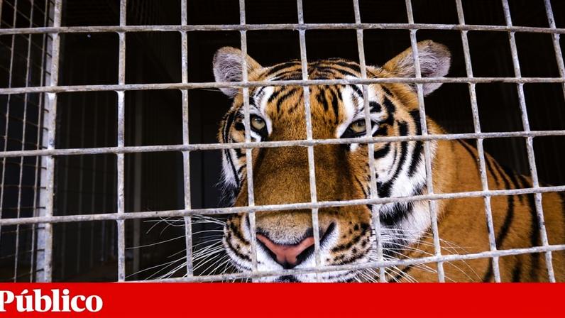 Último tigre de circo em Portugal entregue a santuário espanhol