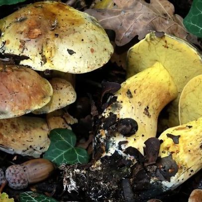 Fungos únicos do planeta podem desaparecer sem deixar rasto