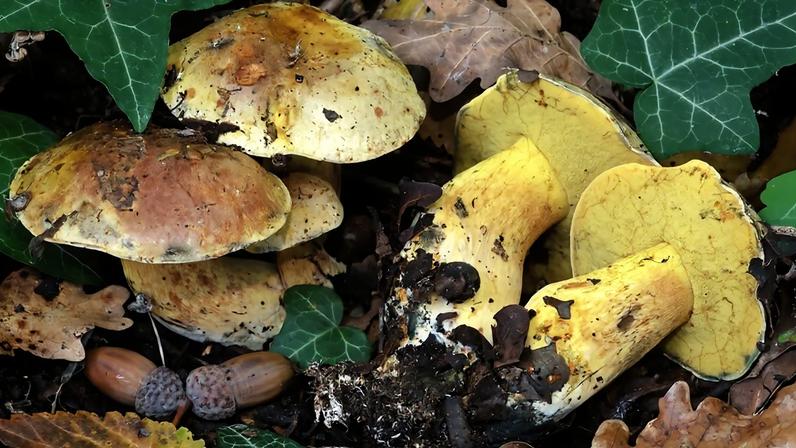 A espécie rara Cyanoboletus poikilochromus ocorre nas regiões da Europa e da Ásia Ocidental da bacia do mediterrâneo, onde se associa a árvores da famíla das Fagaceae, principalmente carvalhos, estabelecendo ectomicorrizas