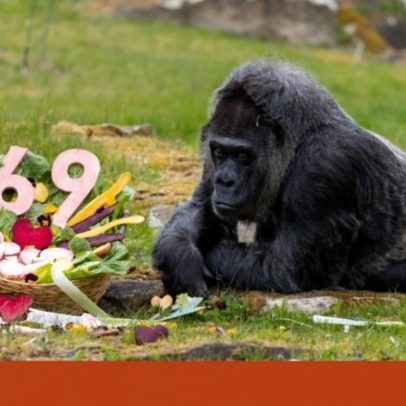 Gorila mais velho do mundo completa 69 anos