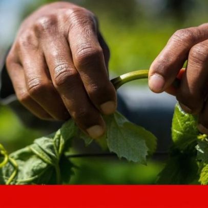 Menos estrangeiros contribuem para a Segurança Social, valores superam o ano