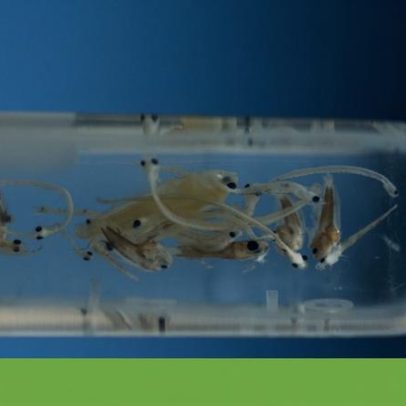 Larvas de peixes recém-nascidos no Douro contêm microplásticos