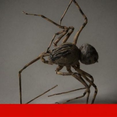 Seis novas espécies de aranhas descobertas no Alentejo