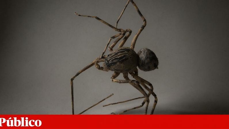Exemplar de aranha do género *Scytodes*, que pertence ao grupo que serviu de inspiração para a história do Homem-Aranha