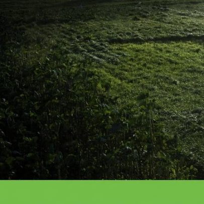 A esponja de carbono do solo: o arrefecedor da Terra que ignoramos