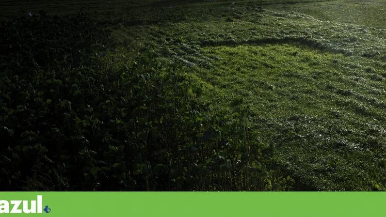 A esponja de carbono do solo: o arrefecedor da Terra que ignoramos