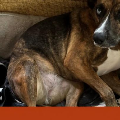 Por que o teu cão rouba sapatos? Especialistas explicam comportamentos caninos