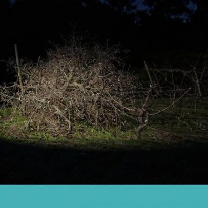 Governo anuncia 22 milhões para salvaguardar vinha afetada por tempestades