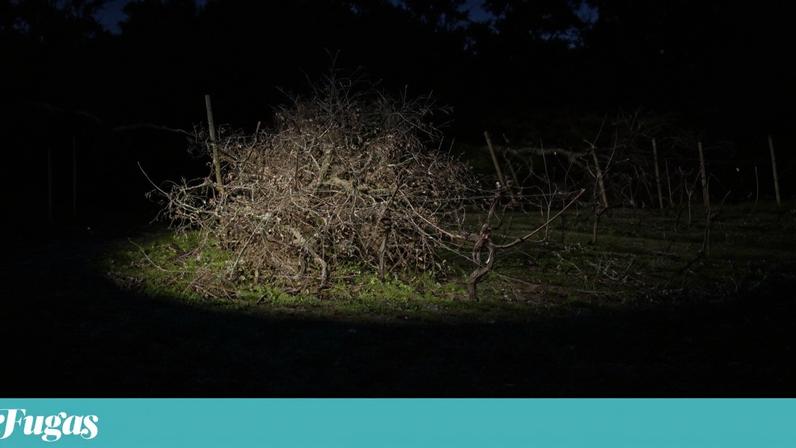 Governo anuncia 22 milhões para salvaguardar vinha afetada por tempestades