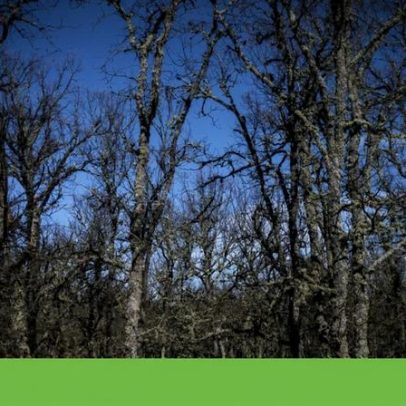 Fundo Florestas de Portugal reforça capital para 12 milhões com investidores