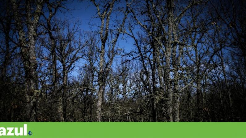 Fundo Florestas de Portugal reforça capital para 12 milhões com investidores