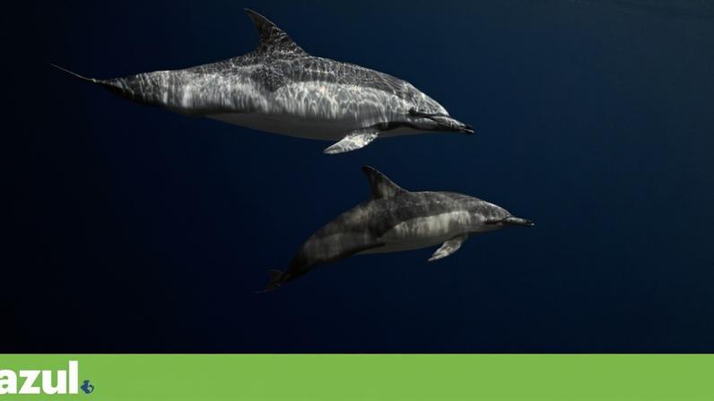 Captura acidental de golfinhos jovens põe espécie em perigo na costa portuguesa