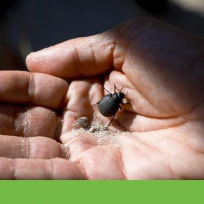 Serralves dedica Bioblitz de 2026 aos ecossistemas do solo