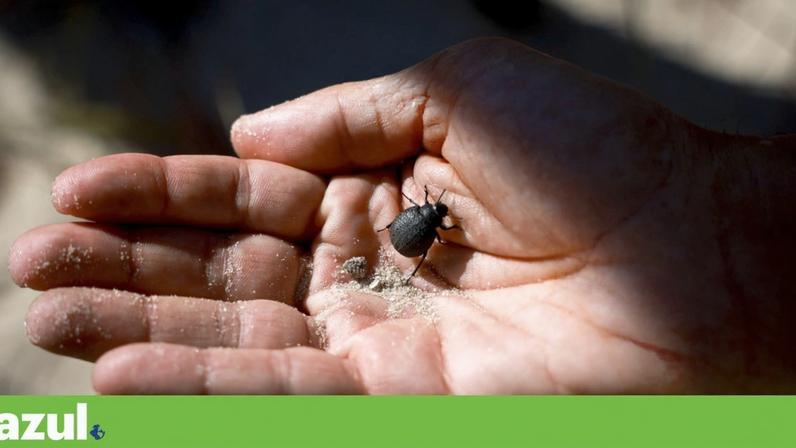 Serralves dedica Bioblitz de 2026 aos ecossistemas do solo