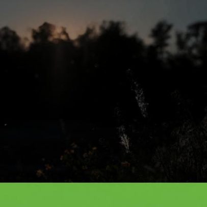 Concentração de pólen na atmosfera manter-se-á elevada até ao fim do mês