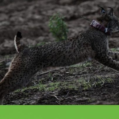 Portugal acelera criação de zonas de conservação para evitar sanções europeias