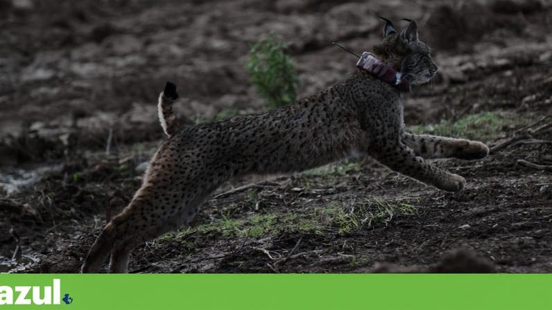 Portugal acelera criação de zonas de conservação para evitar sanções europeias