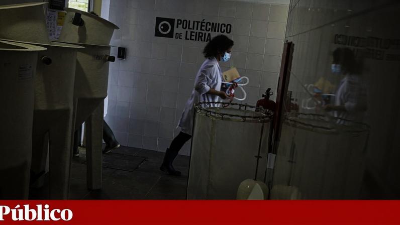 Politécnico de Leiria defende proposta frente a críticas de reitores