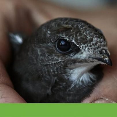 Intervenção na muralha de Trancoso dispara alertas sobre andorinhão-preto