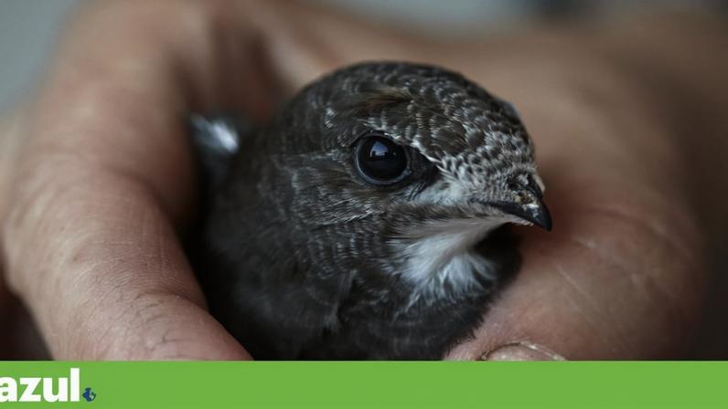 Intervenção na muralha de Trancoso dispara alertas sobre andorinhão-preto