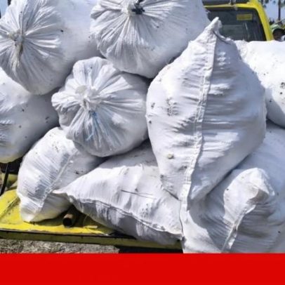 Sementes recuperadas no Pinhal de Leiria podem gerar 4 milhões de pinheiros