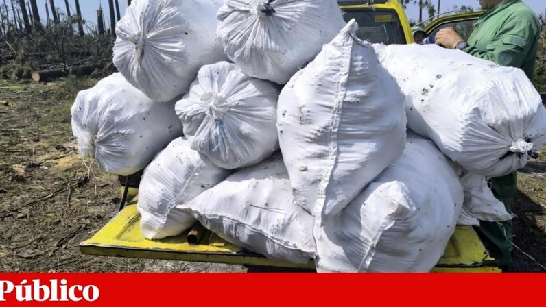Sementes recuperadas no Pinhal de Leiria podem gerar 4 milhões de pinheiros