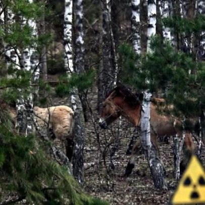 Vida selvagem domina paisagem radiativa de Chernobyl após 40 anos