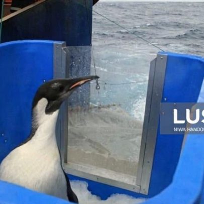 Pinguim-imperador e lobo-marinho-antártico sob ameaça das alterações climáticas