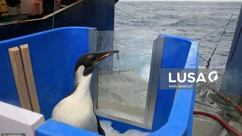 Pinguim-imperador e lobo-marinho-antártico sob ameaça das alterações climáticas