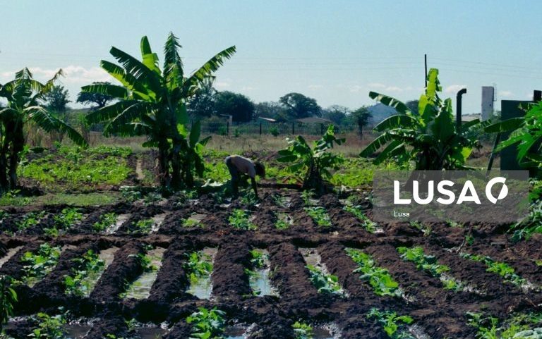 Moçambique financia irrigação para 184 agricultores com 136,6 mil euros