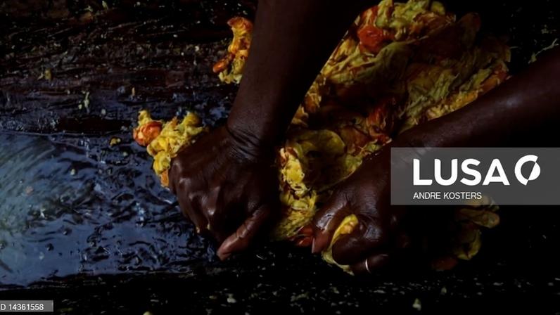 Exportação de caju moçambicano ultrapassa 100 milhões de dólares em 2025