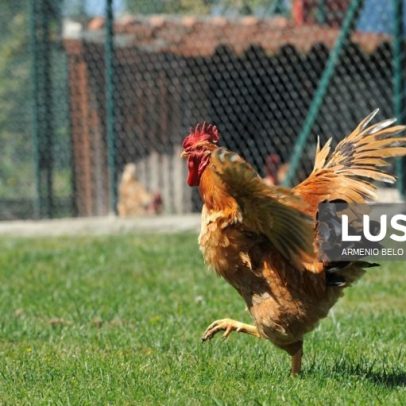 DGAV levanta confinamento das aves, mas gripe ainda não acabou