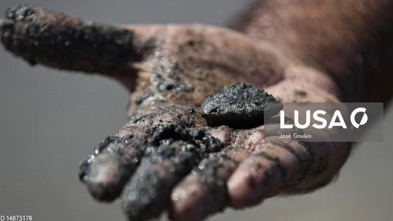 Oito embarcações apreendidas em operação contra apanha ilegal de ameijoa no Tejo - Polícia Marítima