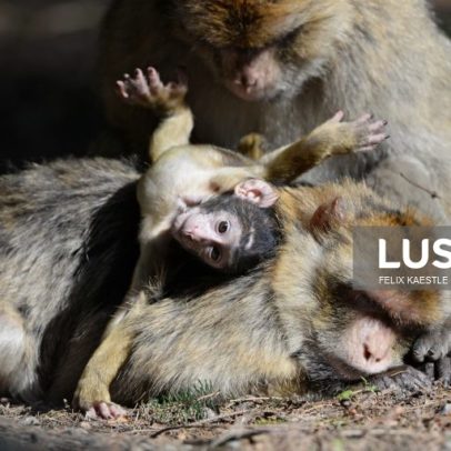 Macacos aprendem que comer terra facilita digestão de comida plástica de turistas