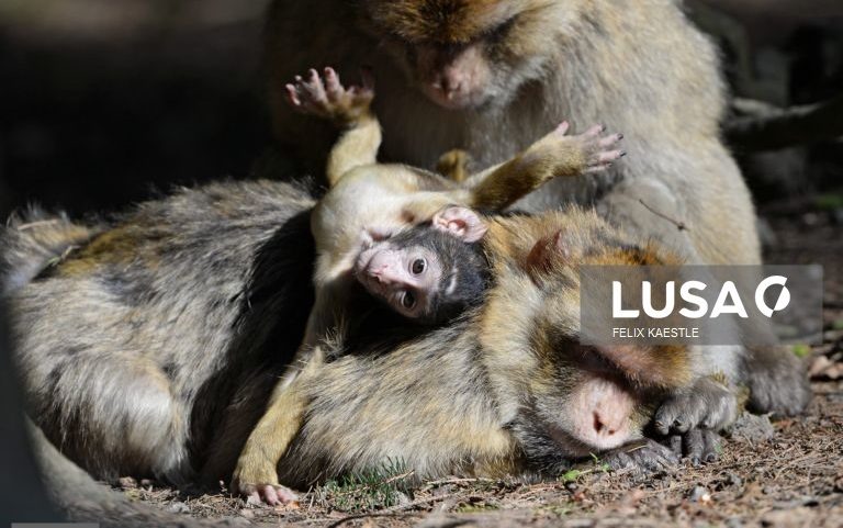 Macacos aprendem que comer terra facilita digestão de comida plástica de turistas