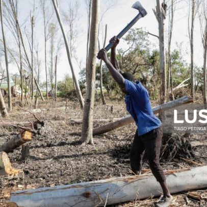 Moçambique procura operadores de madeira para combater exploração ilegal