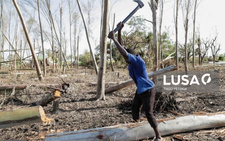 Moçambique procura operadores de madeira para combater exploração ilegal