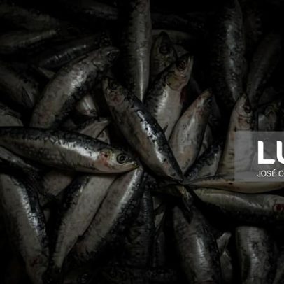 Pesca da sardinha reabre a 4 de maio com quota de 33.446 toneladas