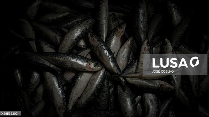 Pesca da sardinha reabre a 4 de maio com quota de 33.446 toneladas