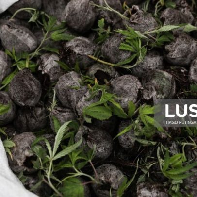 PJ cabo-verdiana apreende 413 kg de cannabis em Santiago