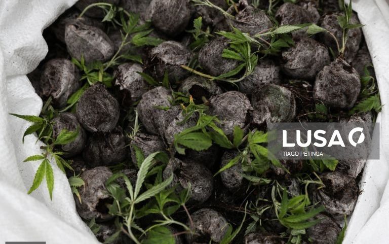 PJ cabo-verdiana apreende 413 kg de cannabis em Santiago