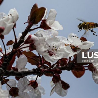 Organização ambiental lança nova edição de hotéis para insetos polinizadores